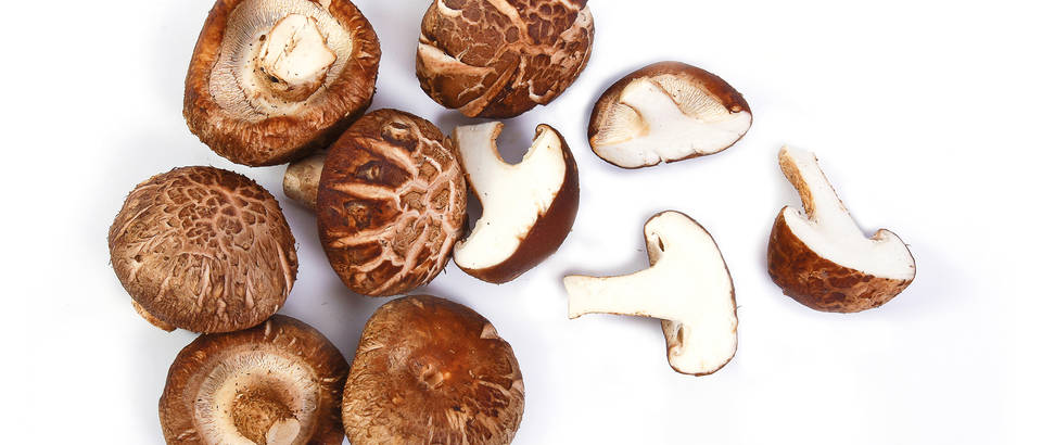 Shitake gljive