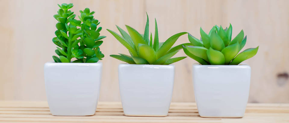 Koja Je Biljka Najbolja Za Vas Dom Prema Horoskopskom Znaku Ordinacija Hr