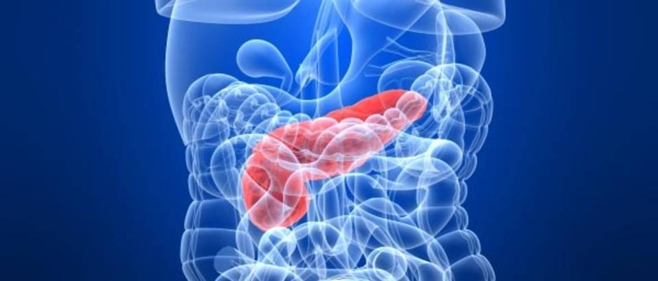 Gusteraca Ljudsko Tijelo