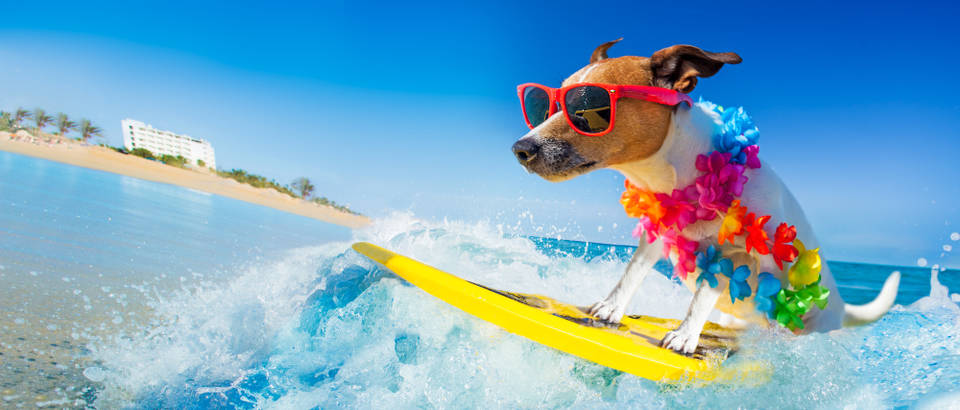 ljubimac, Shutterstock 1012453849