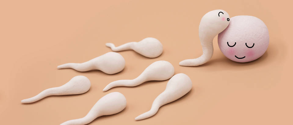 spermiji, Shutterstock 468170399