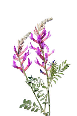 Astragalus cvijet