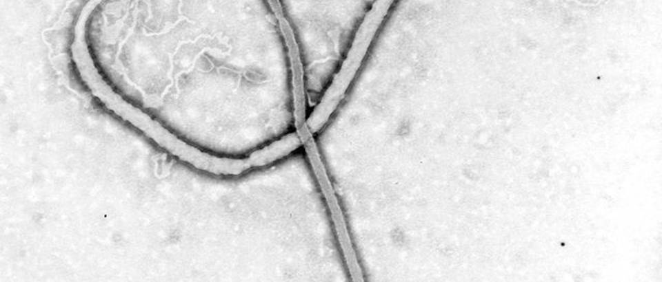 ebola virus Wikipedia