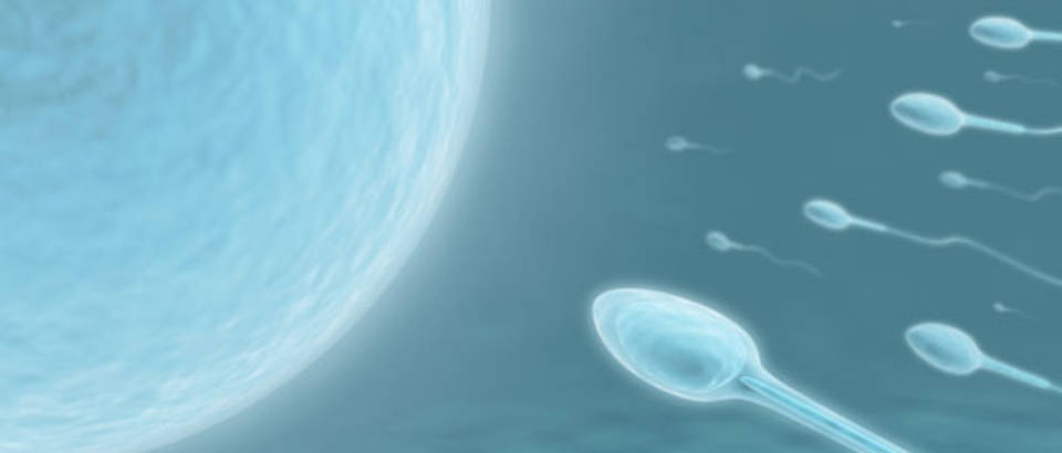 sperma 2