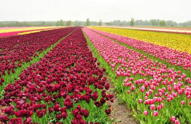 Keukenhof