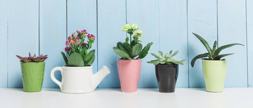 Kućne biljke teglice Shutterstock 301309400