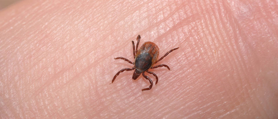 Kako se obraniti od krpelja, a kako ga izvaditi ako se već "zakvačio" za kožu? - Ordinacija.hr