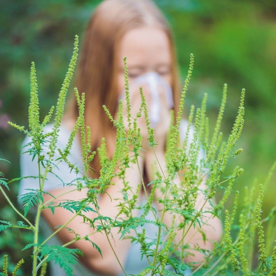 Sumnjate na alergiju na ambroziju? Ovo je sve &scaron;to trebate znati o postavljanju dijagnoze